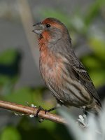 Finch6.jpg