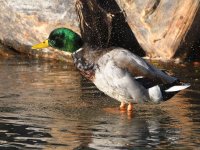 Mallard.jpg