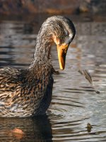Mallard2.jpg