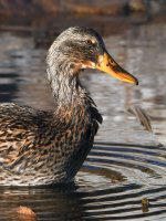 Mallard3.jpg