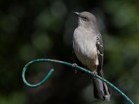 Mockingbird5.jpg