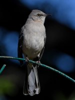 Mockingbird6.jpg