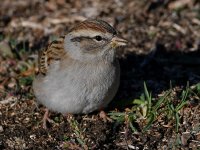 Sparrow9.jpg