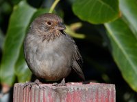Towhee4.jpg