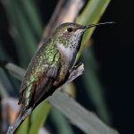 Hummer2.jpg