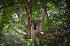 monkey-2.jpg