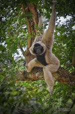 monkey-3.jpg