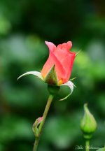 dsc_1071.jpg