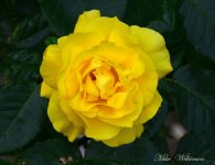 DSC_1081.JPG