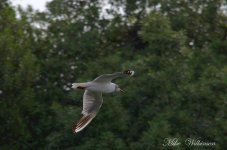 DSC_0856.JPG