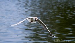 DSC_1036.JPG