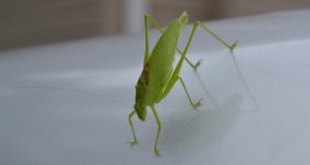 DSC_0193.jpg