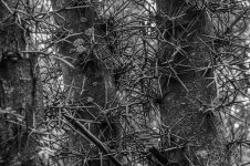 Thorns (1 of 1).jpg