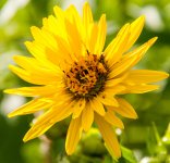 random flower2 (1 of 1).jpg
