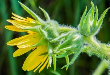 random flower3 (1 of 1).jpg