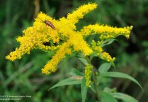 208 Bug on Goldenrod-130727_01.jpg