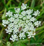 208 Bug on Queen Ann's Lace-130727_01.jpg