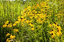 Flower Field1 (1 of 1).jpg