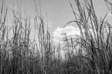 FieldBW (1 of 1).jpg
