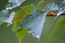 DSC_1711.jpg