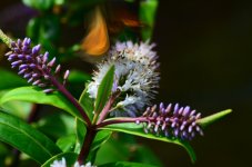 DSC_1108.JPG