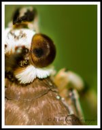 DSC__WLP_0001-85.jpg