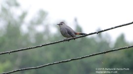 209 Catbird-103728-07_01.jpg
