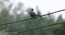209 Catbird-103728-09_01.jpg