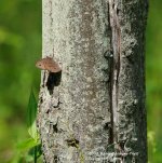 209 Butterfly-130728 _01.jpg