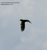 209 Turkey Vulture-130728-04_01.jpg