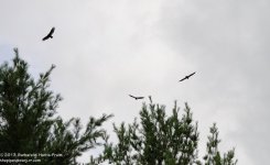 209 Turkey Vulture-130728-12_01.jpg