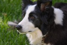 DSC_0081.jpg