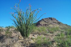 Ocotillo.jpg