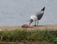 DSC_4472.jpg