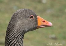 1-DSC_0361.jpg