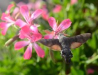 Hummingbird Hawk-moth.jpg