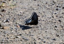 210 Butterfly-130729_01.jpg