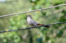 210 Catbird-130729-04_01.jpg