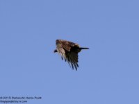 210 Turkey Vulture-130729-03_01.jpg