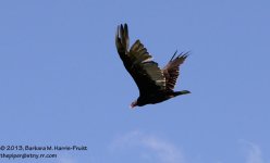 210 Turkey Vulture-130729-04_01.jpg