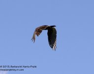 210 Turkey Vulture-130729-05_01.jpg