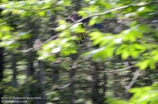 210 Turkey Vulture Almost-130729_01.jpg
