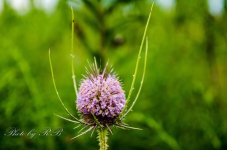20130726-_1RB8734.jpg