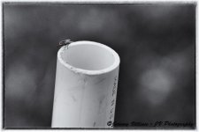 Fly Close Up On Pole.jpg