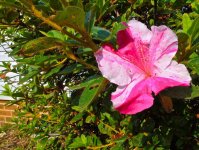 A Different Red & White Flower.jpg