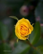 DSC_4362_7106.jpg