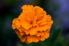 DSC_1880.jpg