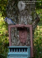 211 Blue Jay-130730-01_01.jpg