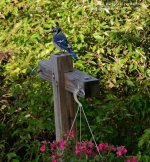 211 Blue Jay-130730-03_01.jpg
