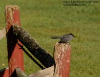 211 Catbird-130730_01.jpg